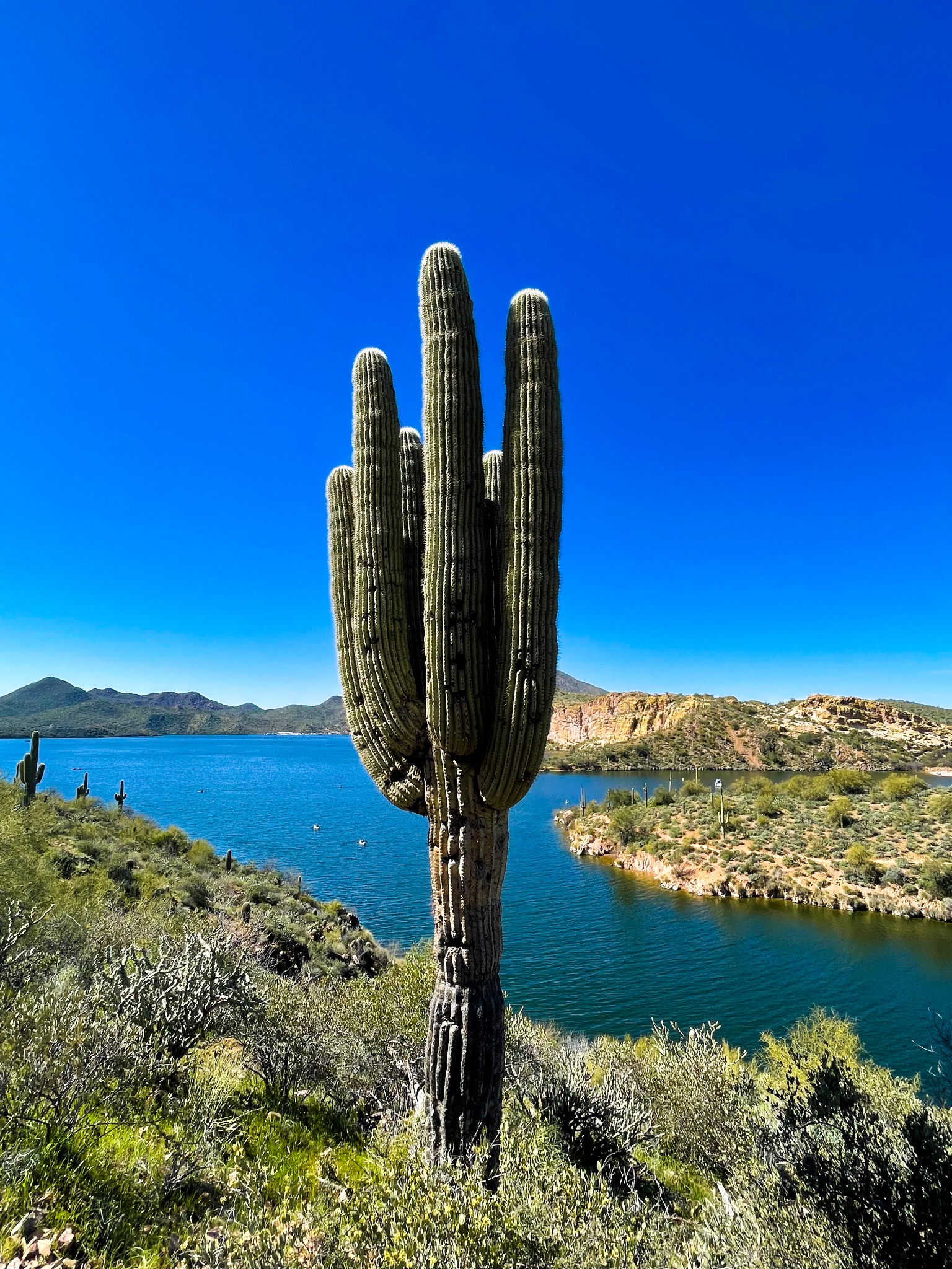 Arizona Light